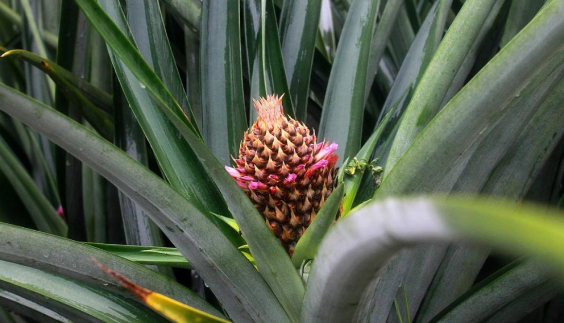 Plan nutricional cultivo de Piña
